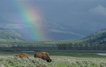 Yellowstone - Park der Extreme