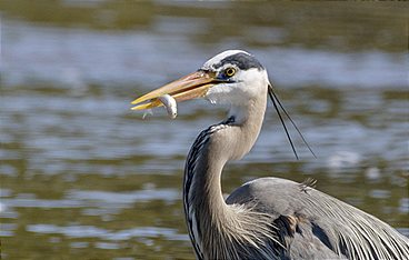 Yellowstone - Park der Extreme