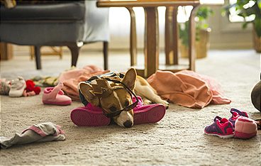 Bailey - Ein Freund fürs Leben