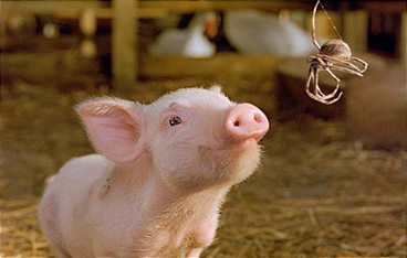 Schweinchen Wilbur und seine Freunde