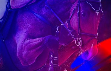Reitsport: Europameisterschaft in La Coruna