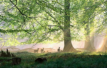Das grüne Wunder - Unser Wald