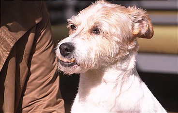 Dem Hund die richtigen Signale senden