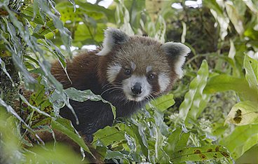 Der kleine Panda - Verborgen im Himalaya