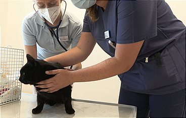 Die Tierklinik - Privatpatienten auf vier Pfoten