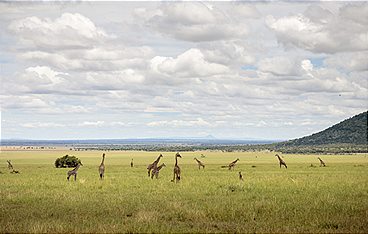 Grzimek und der Kampf um die Serengeti