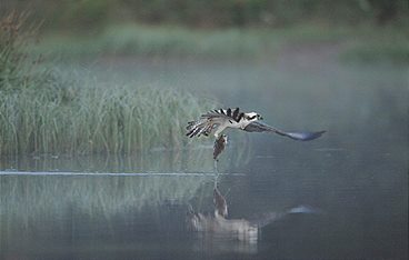 Schottlands neue Wildnis