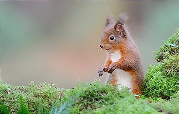 Schottlands neue Wildnis