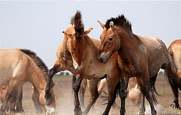 Ungarns wilde Pferde