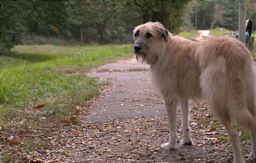 Von Missverständnissen zwischen Hund und Halter