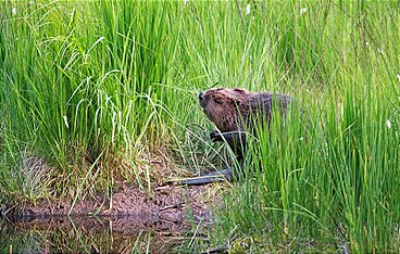 Anna und der wilde Wald