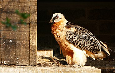 Anna und die wilden Tiere