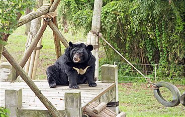 Anna und die wilden Tiere