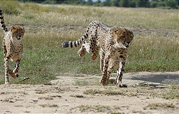 Anna und die wilden Tiere