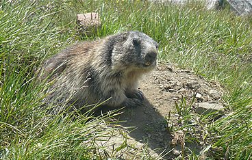 Anna und die wilden Tiere