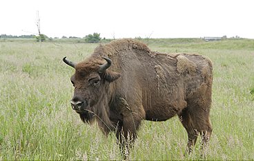 Anna und die wilden Tiere