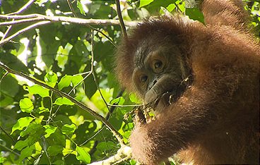 Anna und die wilden Tiere