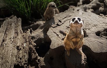 Elefant, Tiger & Kids: Zoo-Praktikum Backstage