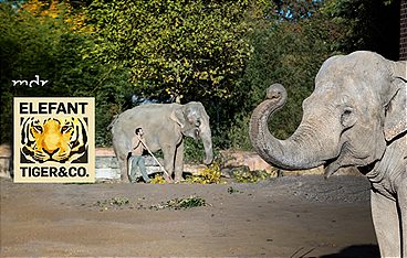 Elefant, Tiger & Co.