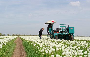 Pfingstrosen und Tulpen - Mitteldeutschlands Blumenmeer