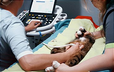 Tierretter unterwegs in Mitteldeutschland