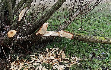 Wald der Biber und Kraniche - Die Dübener Heide