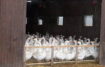Gefahr aus dem Stall - Erst das Tier, dann wir?