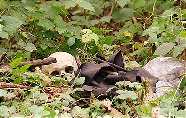 Anwälte der Toten - Rechtsmediziner decken auf