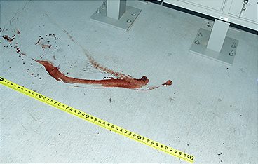 Medical Detectives - Geheimnisse der Gerichtsmedizin
