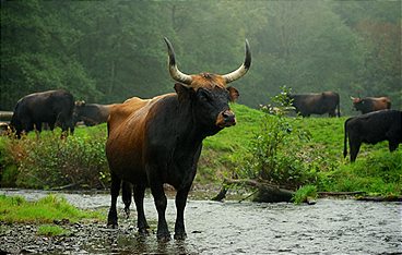 Hitlers Urzeit-Park - Das Gen-Experiment der Nazis