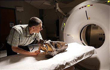 T-Rex - Rekonstruktion einer Riesenechse