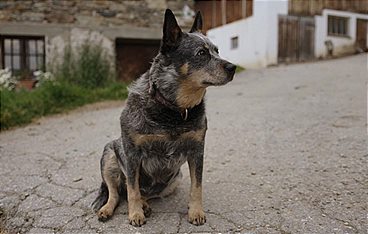 Der Bauer und der Bobo
