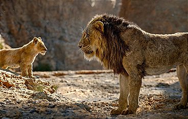 Der König der Löwen