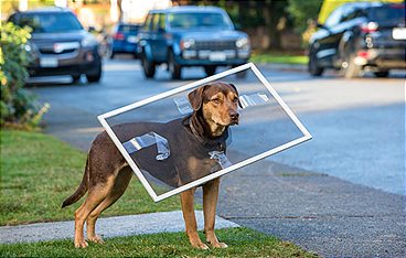 Die unglaublichen Abenteuer von Bella