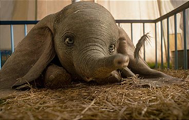 Dumbo