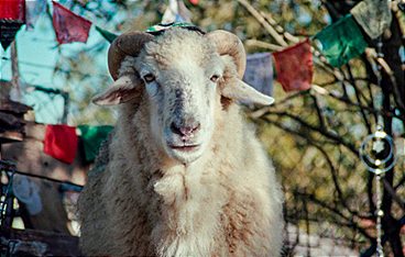 Sheep
