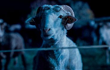 Sheep