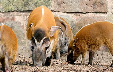 Zoo und so - Tierisch wild!