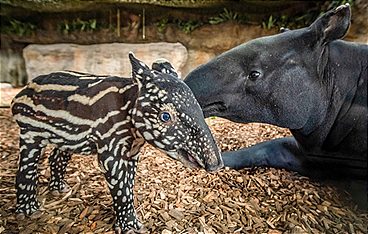 Zoo und so - Tierisch wild!