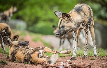 Zoo und so - Tierisch wild!