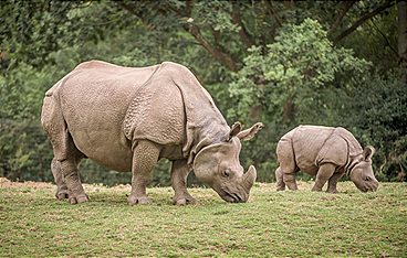Zoo und so - Tierisch wild!