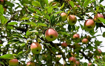 Äpfel - Paradiesische Versuchung