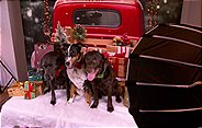 Im Bild: Charity-Hundefotoshooting bei Paulis Hundeausstatter.