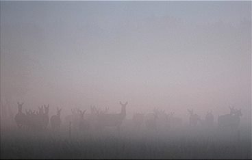 Comeback im Königreich - Wie aus Farmland Wildnis wird
