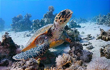 Das Rote Meer - Im Zaubergarten der Evolution