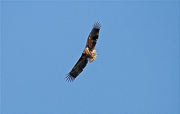 Der Flug des Seeadlers