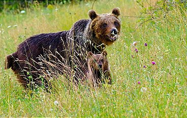 Die Abruzzenbärin - Das wilde Herz Italiens