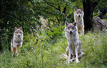 Erlebnis Österreich