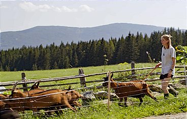 Erlebnis Österreich