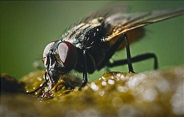 Große Flieger, kleine Spinner - Die wunderbare Welt der Krabbeltiere